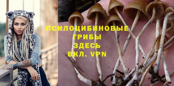 прущие грибы Михайлов